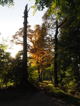 Vagevuurbos en Lippensgoed-Bulskampveld (België)